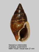 Nassarius melanoides